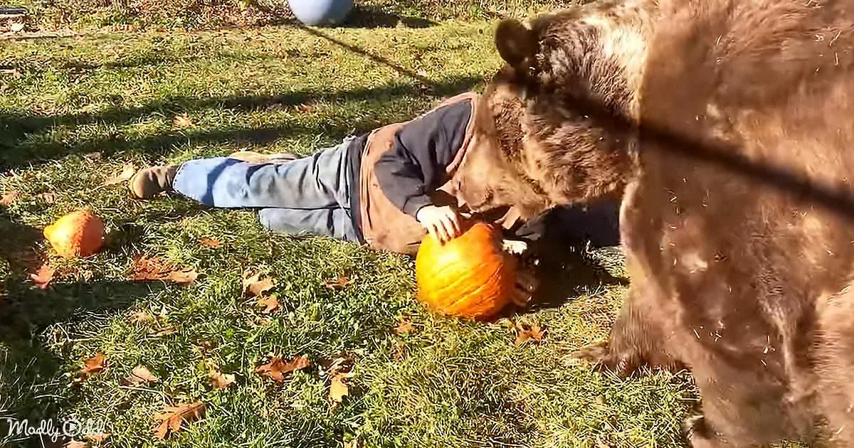 Orphaned Kodiak bear
