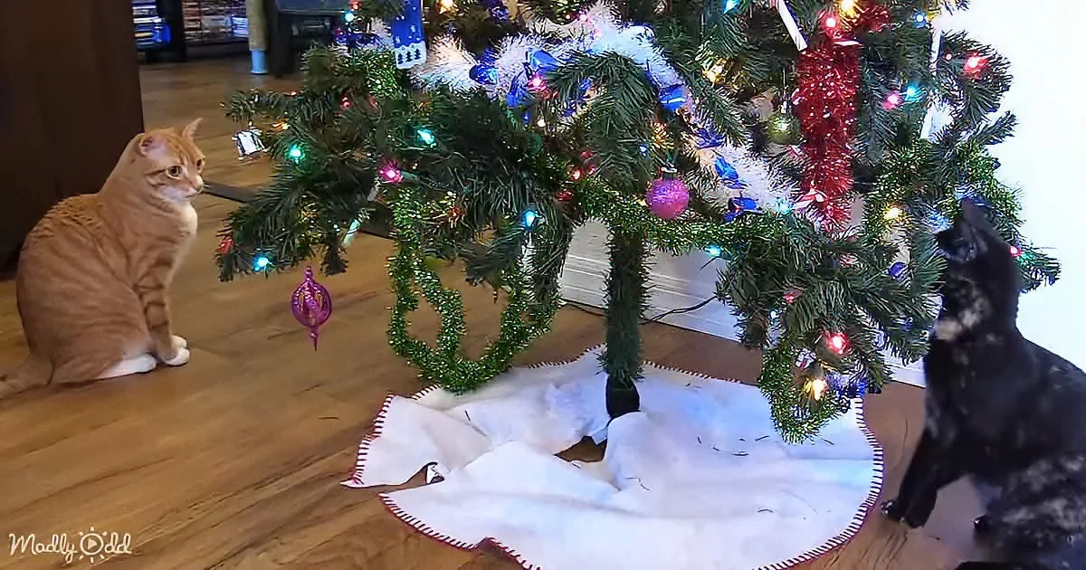 Cats and Christmas tree