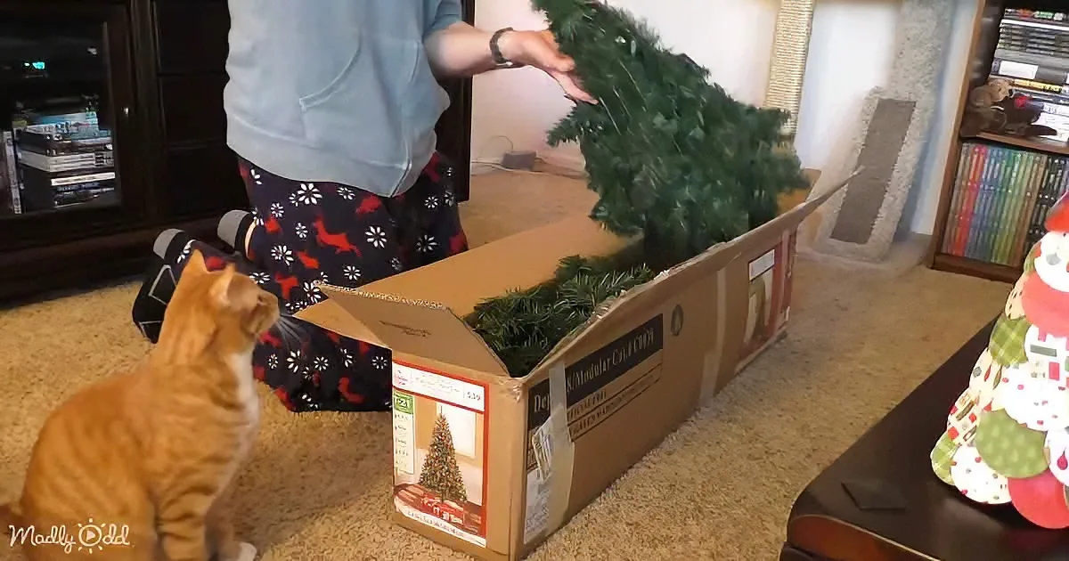 Cats and Christmas tree