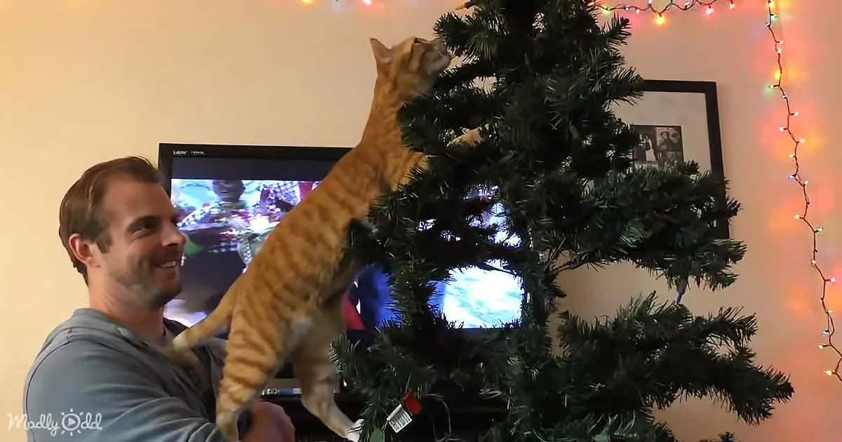 A ginger cat climbs a Christmas tree while a man watches, with a TV and string lights in the background.