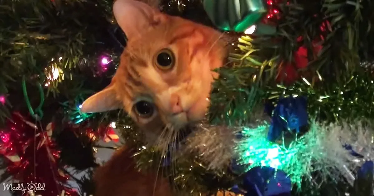Cats 'Supervise' Their Dad Setting up the Xmas Tree