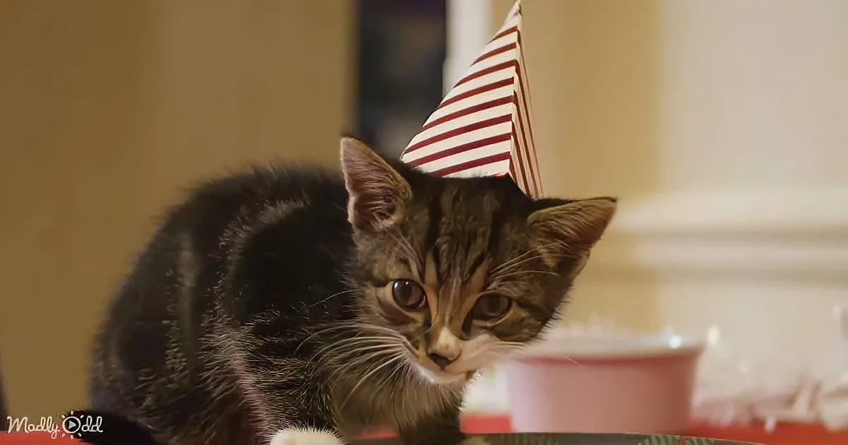 'John Lewis Christmas Advert' (The Alternative Version)