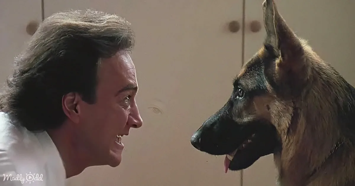 9 Films With Eveyone's Favorite Hero - a German Shepherd