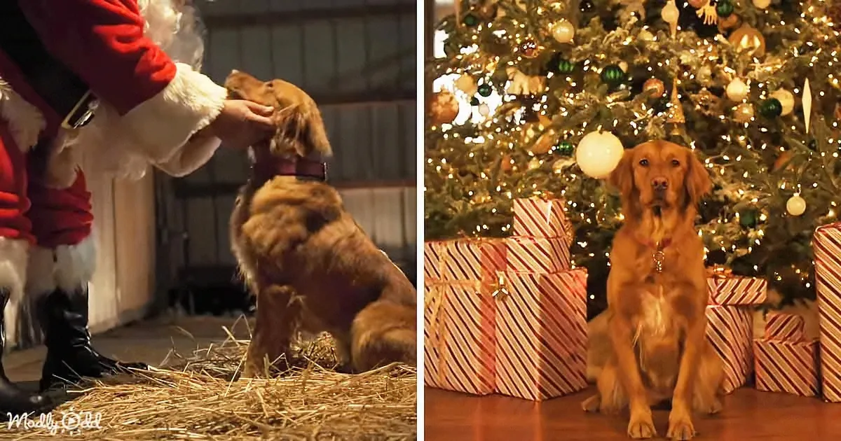 Incredible Story of a Dog Who Finds His Home With Santa's Help