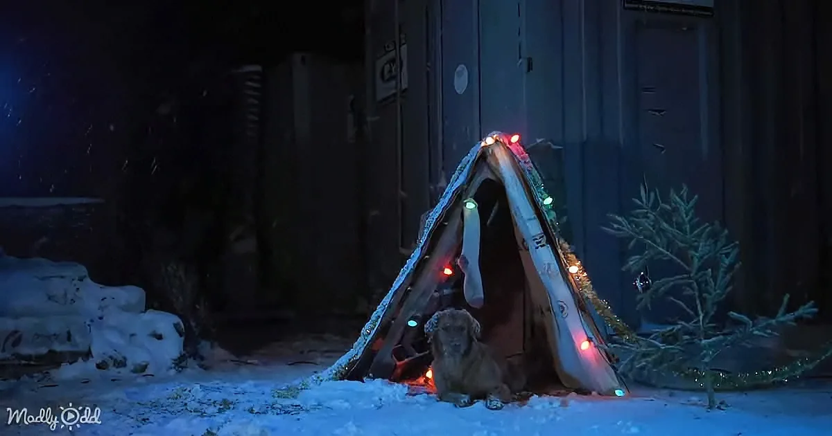 A dog sits in a snowy scene with a small, decorated tent and Christmas lights.