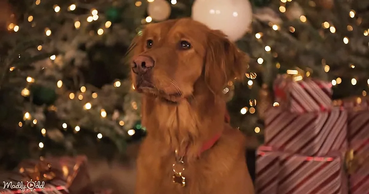 A golden retriever dog with a red collar sits in front of a Christmas tree adorned with lights and ornaments.