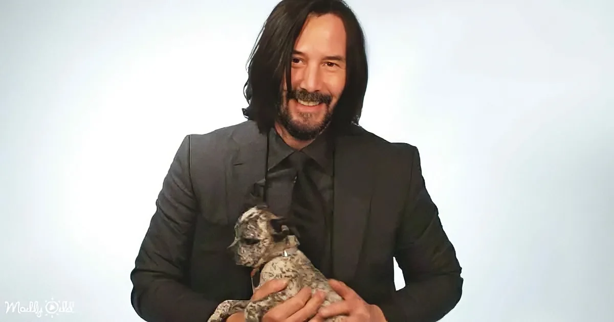 Puppies Steal Keanu Reeve's Spotlight During Fan Interview