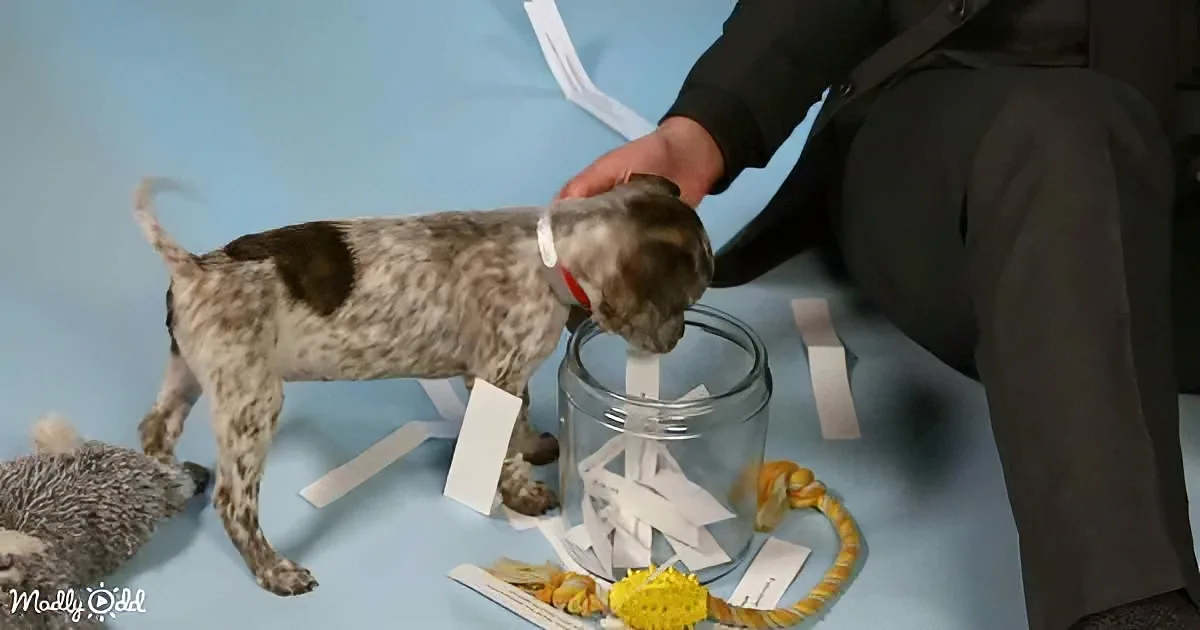 Puppies and Keanu Reeve
