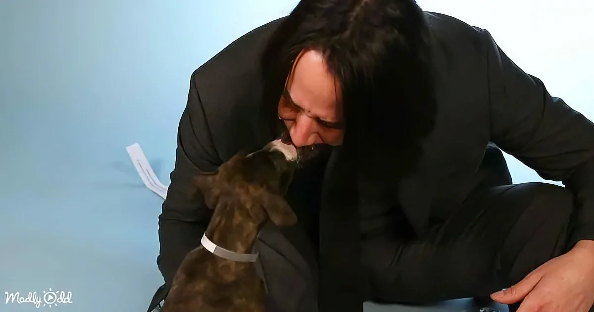 Puppies and Keanu Reeve