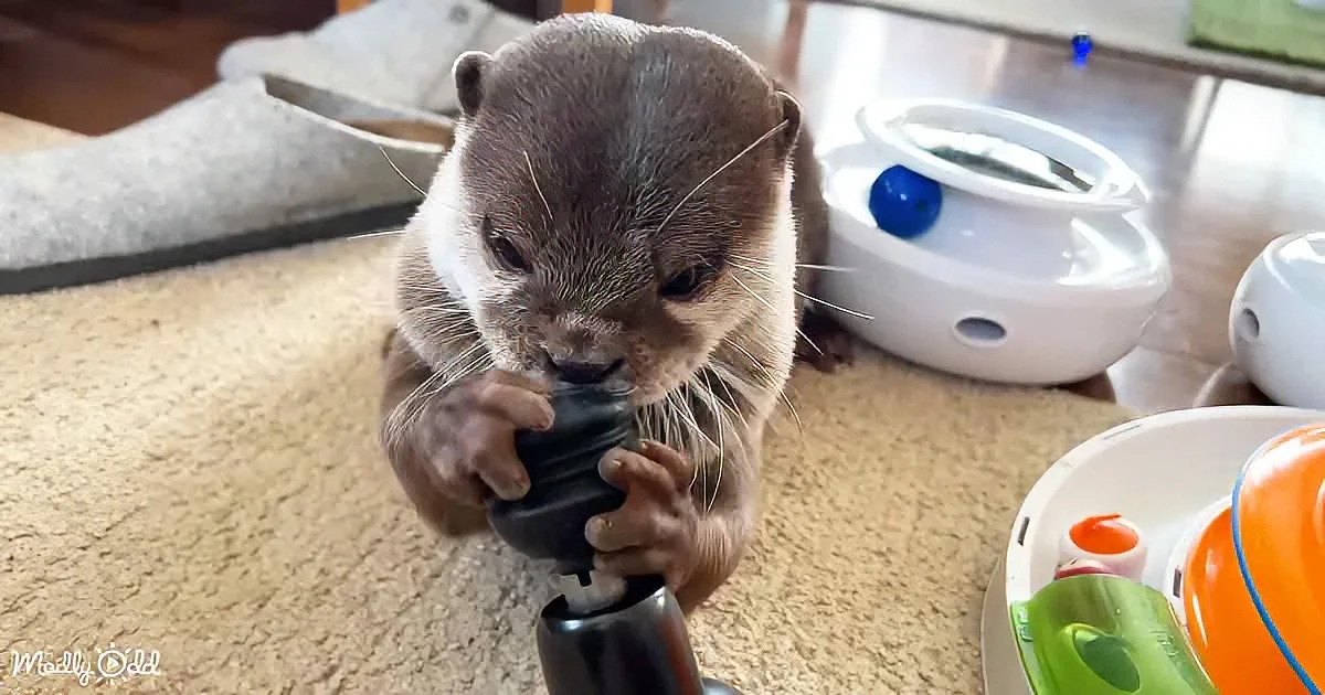 A curious otter holds a black object, surrounded by colorful toys and a water bowl in a cozy indoor setting.
