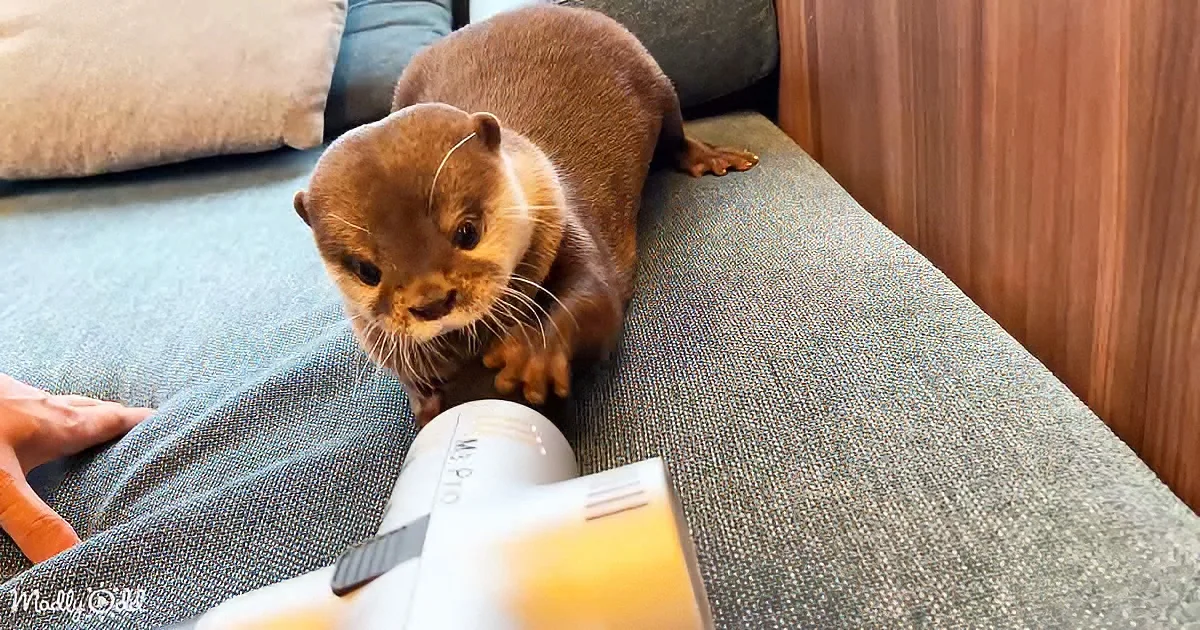 A curious otter sits on a couch, reaching for a white object, with a hand nearby.