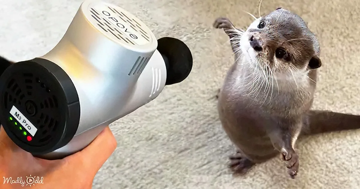 A hand holds a hairdryer labeled "M3 Pro" near a curious otter on a carpet.