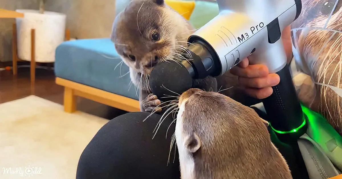 A person holds a hairdryer near a curious otter, while another otter looks on.