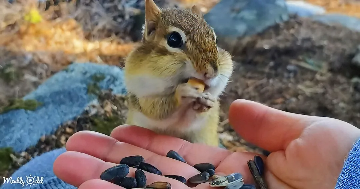 A chipmunk eagerly eats sunflower seeds from a person's hand in a natural setting.