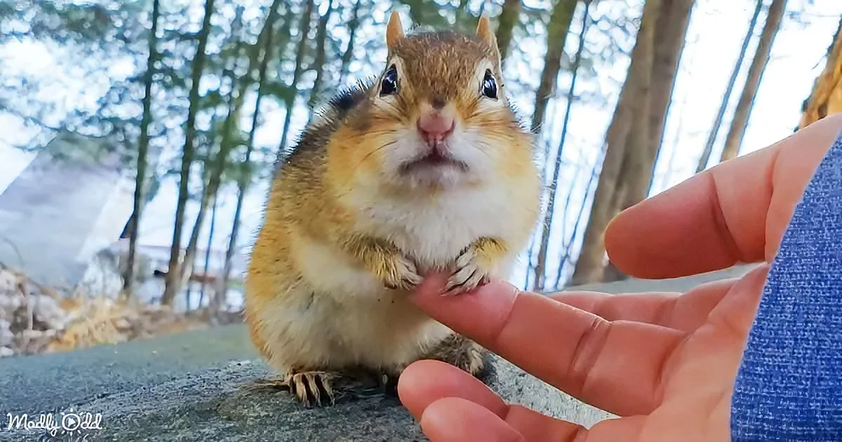 Why This Wild Chipmunk Hops Into Her Human Friend's Hand