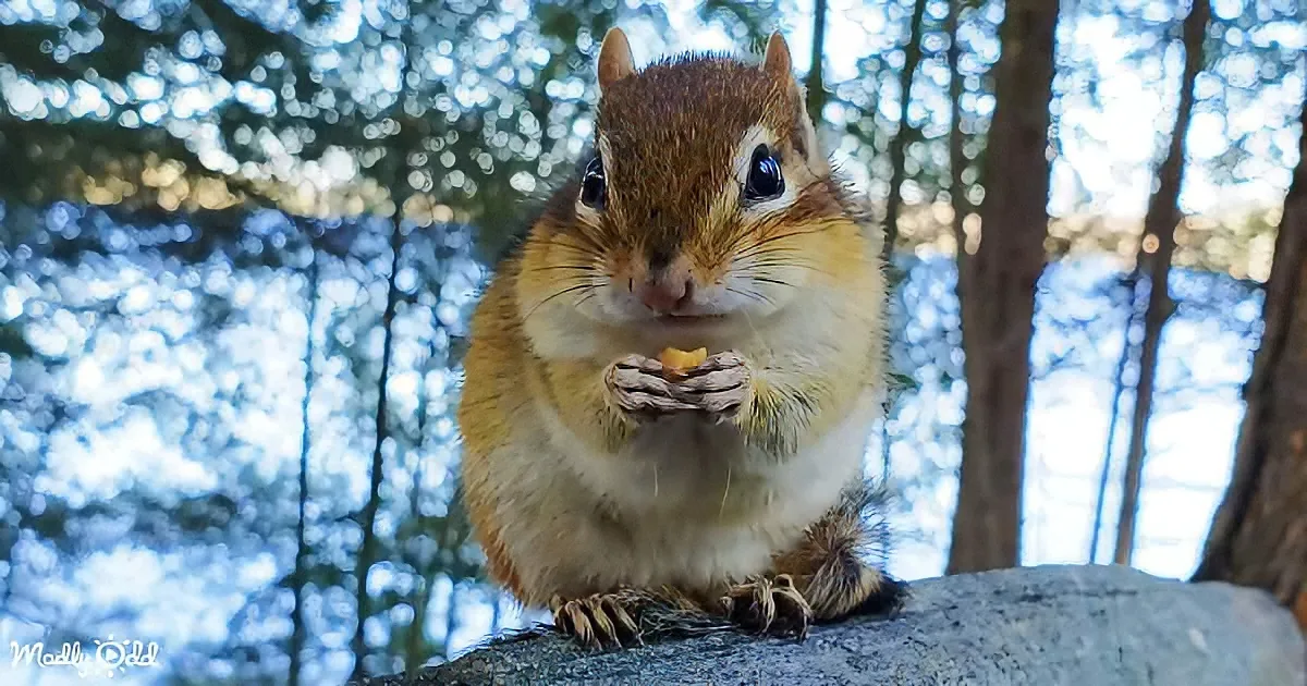 A chipmunk sits on a rock, holding and eating a piece of food, with a forest background.
