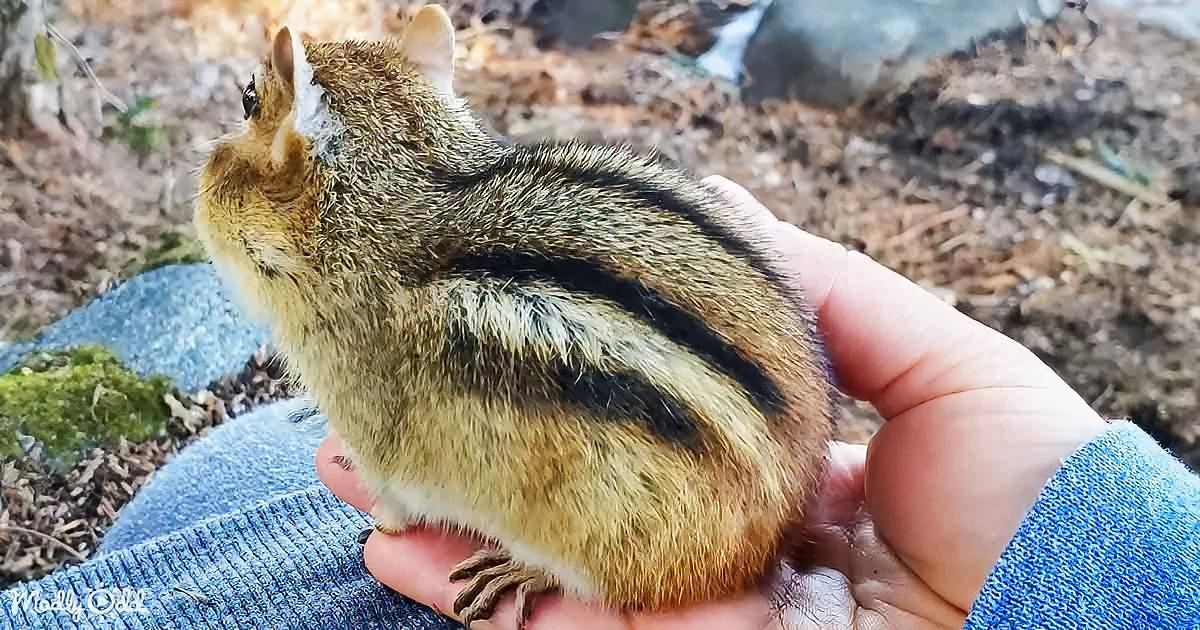 A person holds a small, striped chipmunk with brown and black fur on their lap.