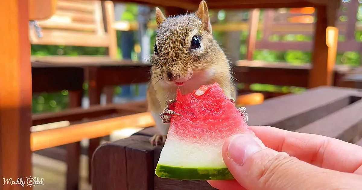 A chipmunk eagerly eats a watermelon slice from a person's hand in a wooden outdoor setting.