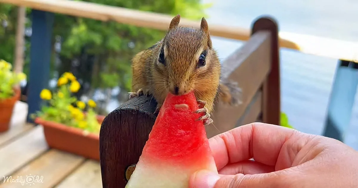 A chipmunk eagerly eats a watermelon slice from a person's hand on a wooden deck.