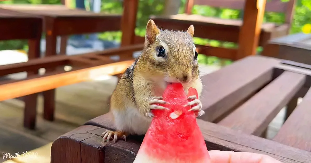 Adorable Chipmunks Try Watermelons for the First Time