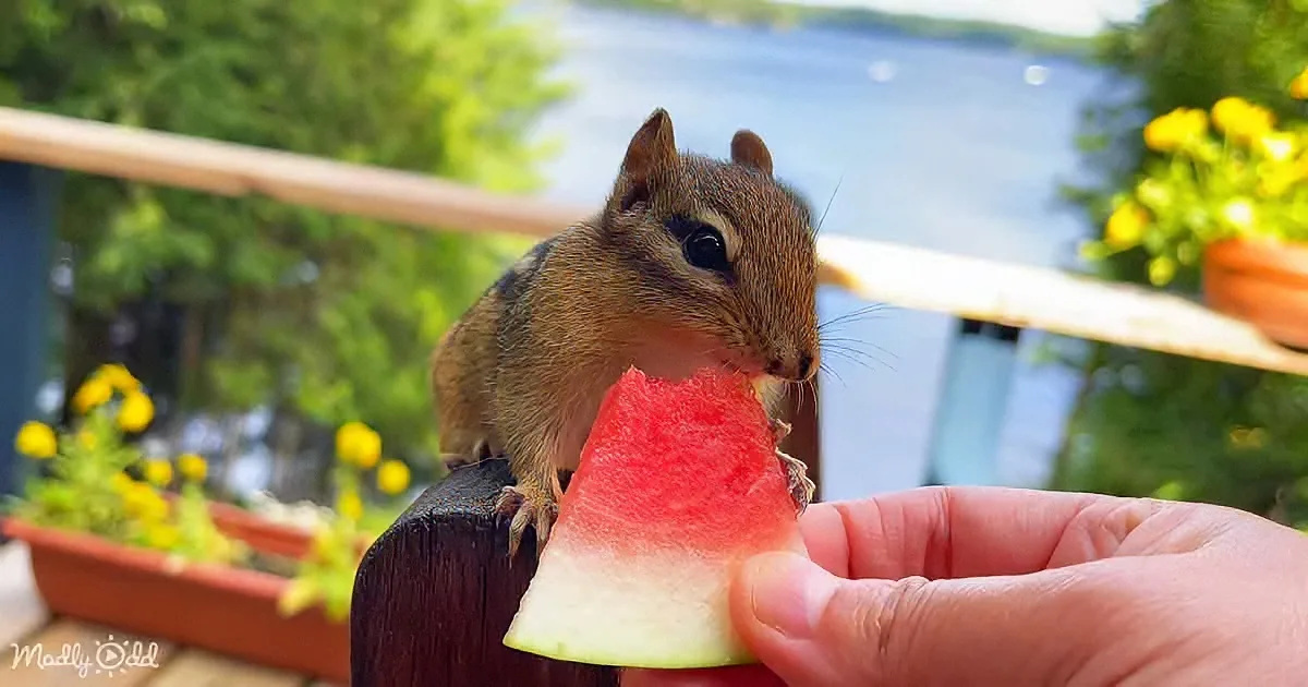 A chipmunk nibbles on watermelon held by a hand, with a scenic lake and flowers in the background.