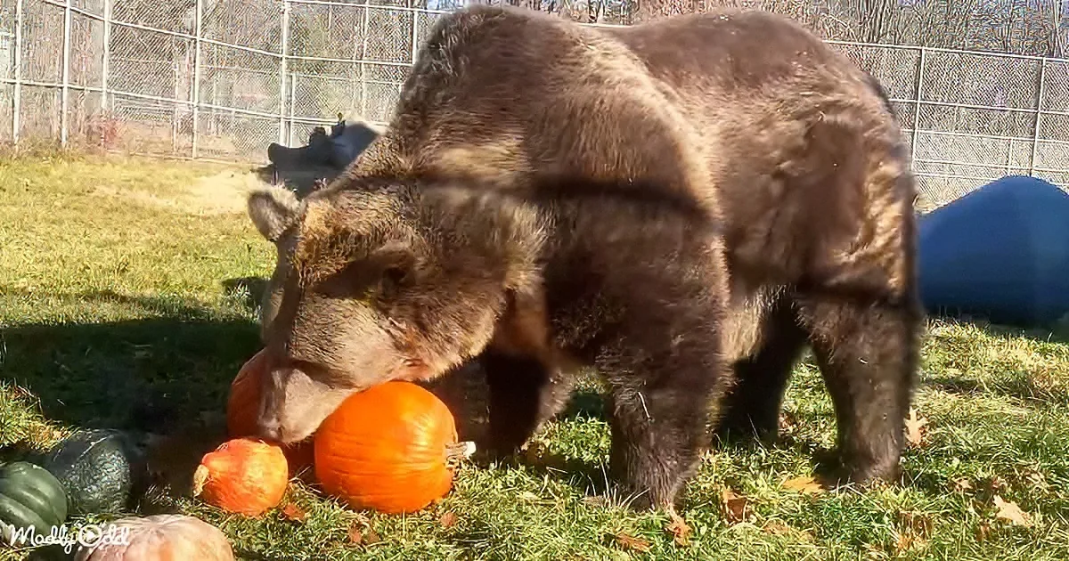 A bear sniffs a pumpkin amidst other gourds in a grassy enclosure.