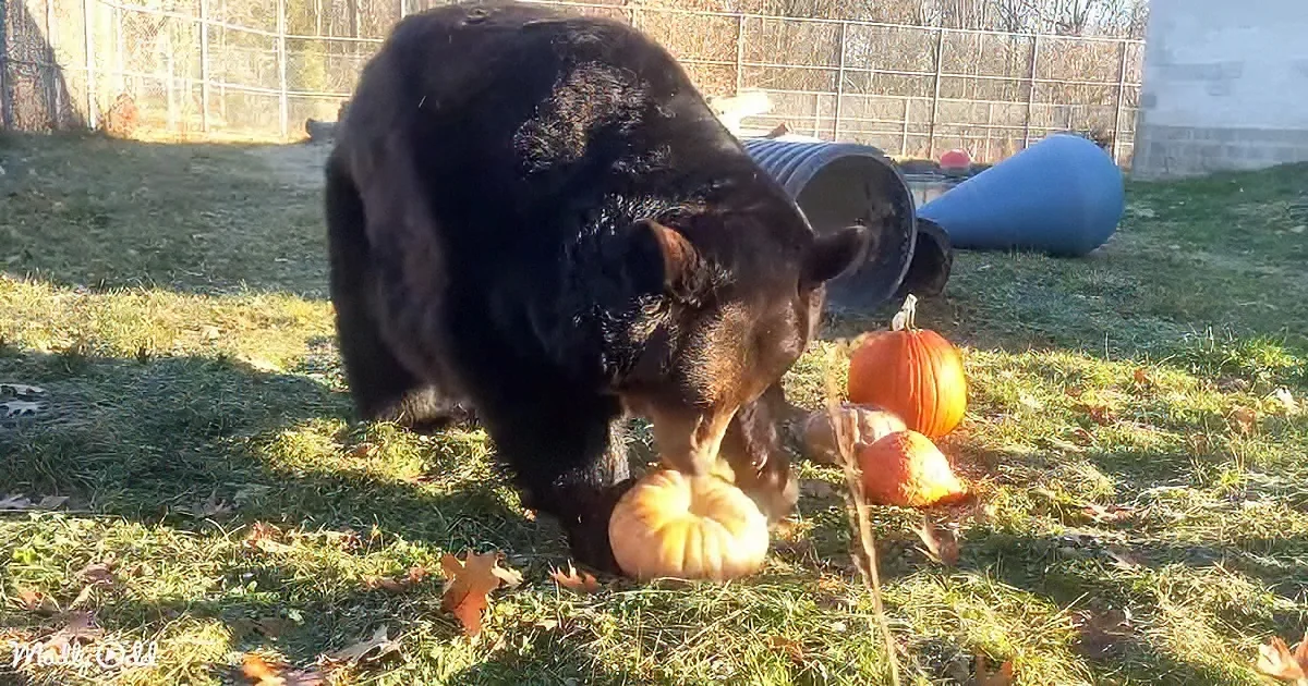 A black bear sniffs and investigates pumpkins on a grassy area with a fence and blue barrel in the background.