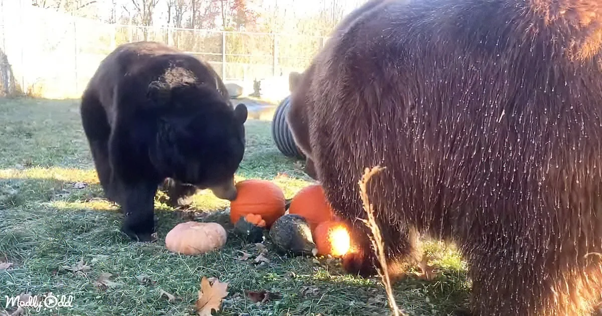 Orphaned Bears Enjoy Their Morning and Examine Some Colorful Gourds
