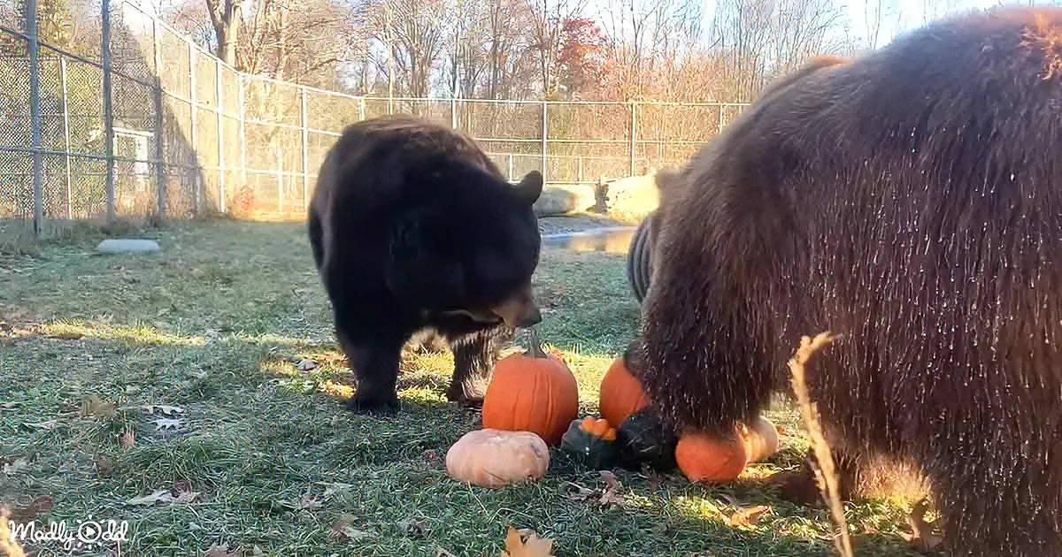 Two black bears investigate pumpkins on a grassy field near a fence.