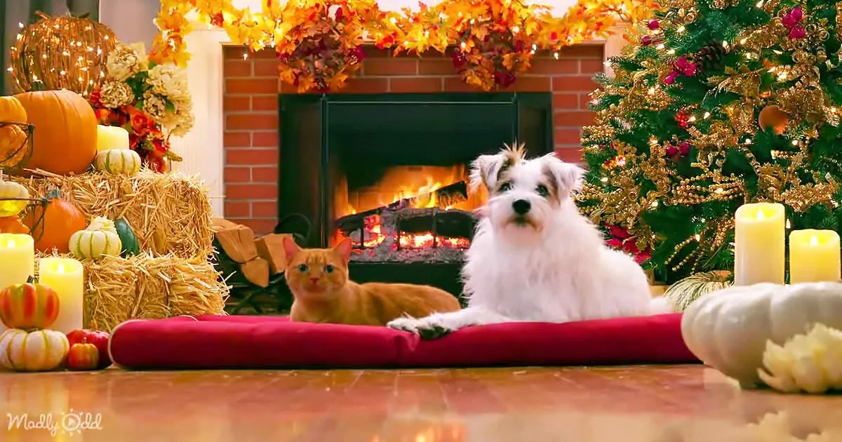 Hallmark's Pups and Kittiens Enjoy Holiday Tunes in Front of a Warm Fireplace