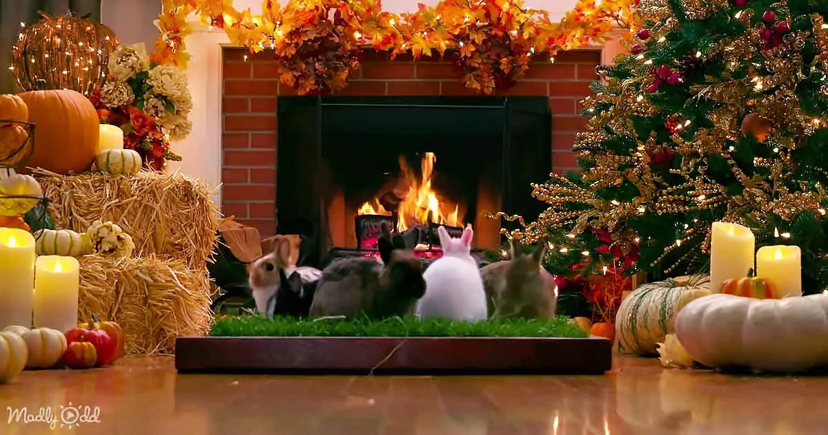 Four rabbits sit on grass in front of a fireplace surrounded by autumn decorations and a Christmas tree.