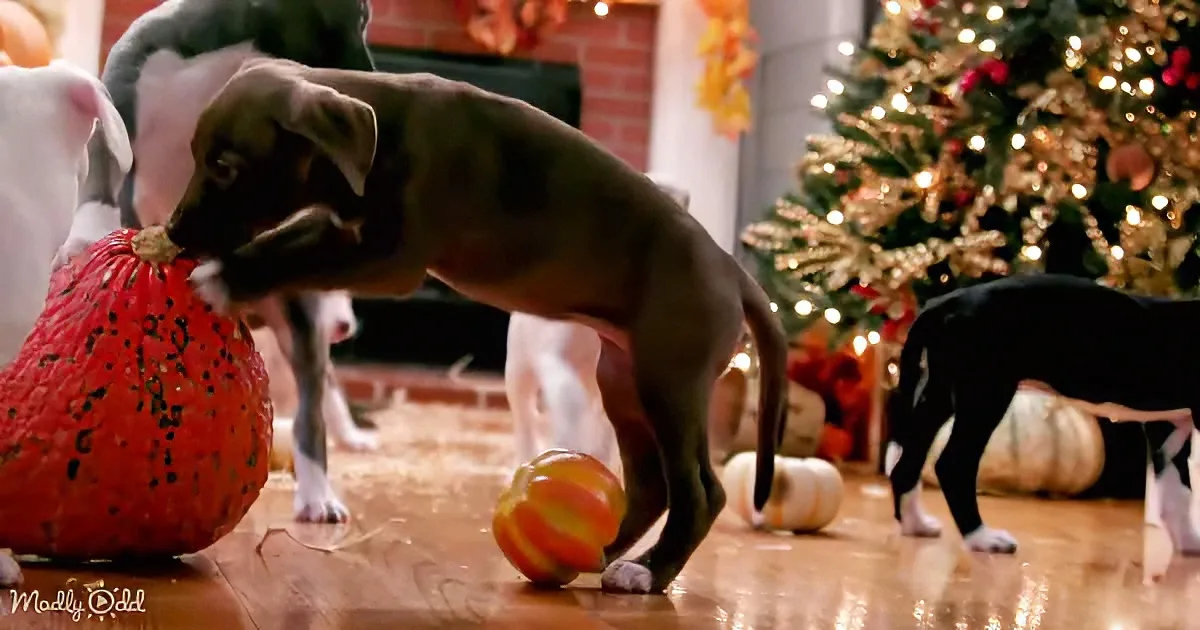 A puppy plays with a pumpkin in front of a Christmas tree, surrounded by other dogs.