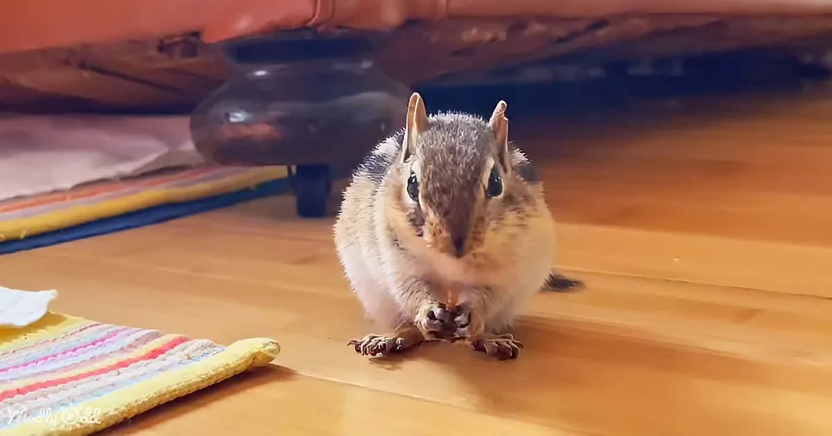 A chipmunk sits on a wooden floor, looking directly at the camera with its paws together.