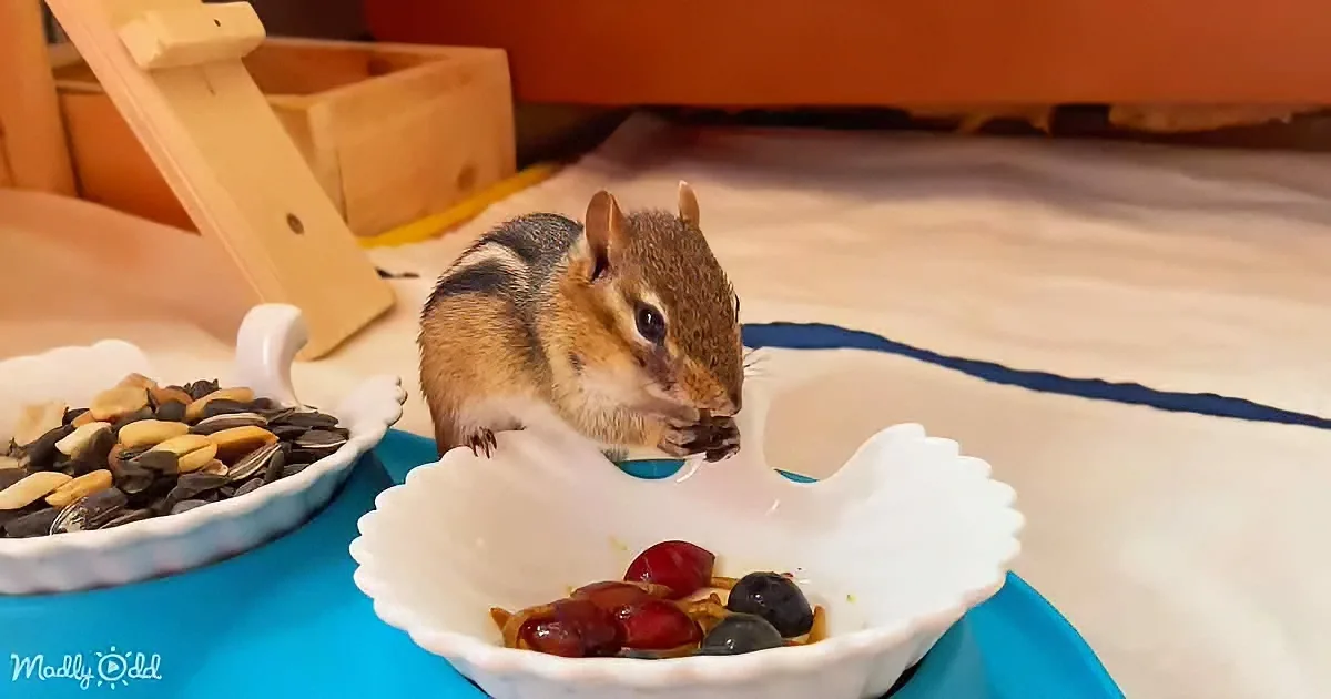 Adorable Chipmunk Searches High and Low for Her Favorite Treat