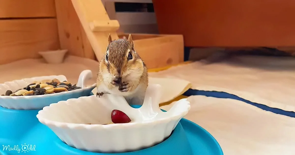 A chipmunk stands in a milk bowl, holding a cherry, with a bowl of seeds nearby.