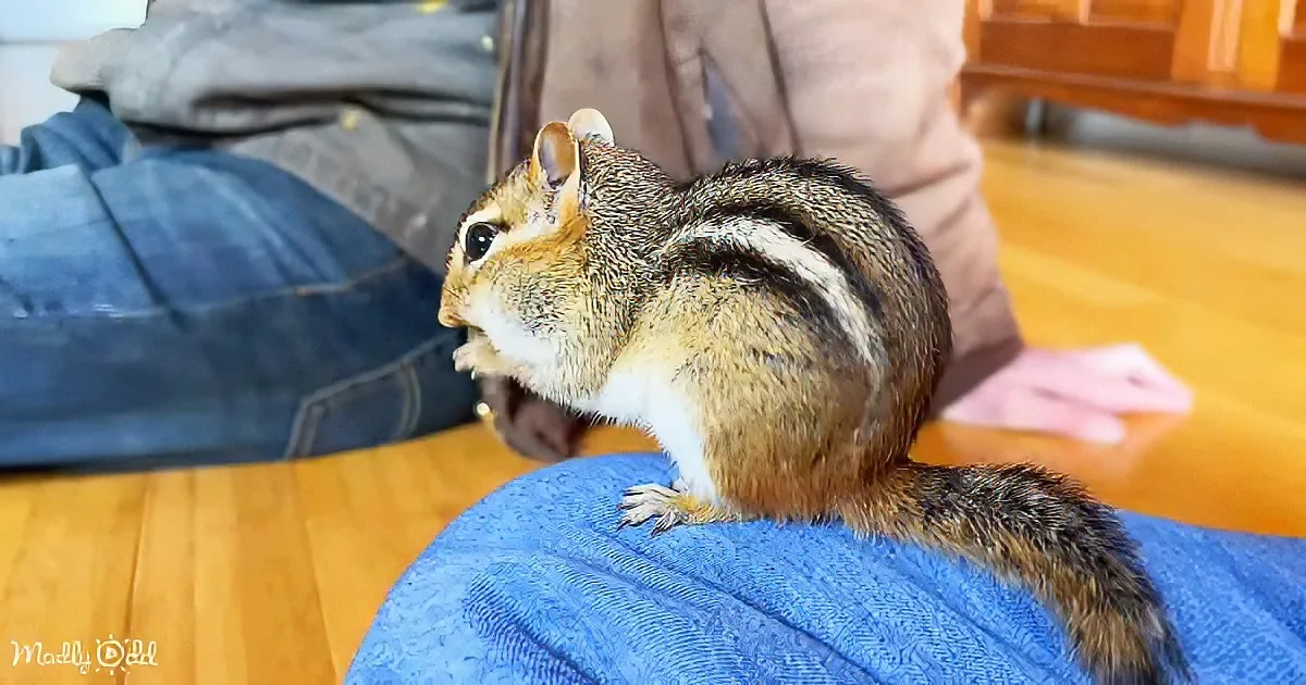 A chipmunk with striped fur sits on someone's lap, looking alert and curious.