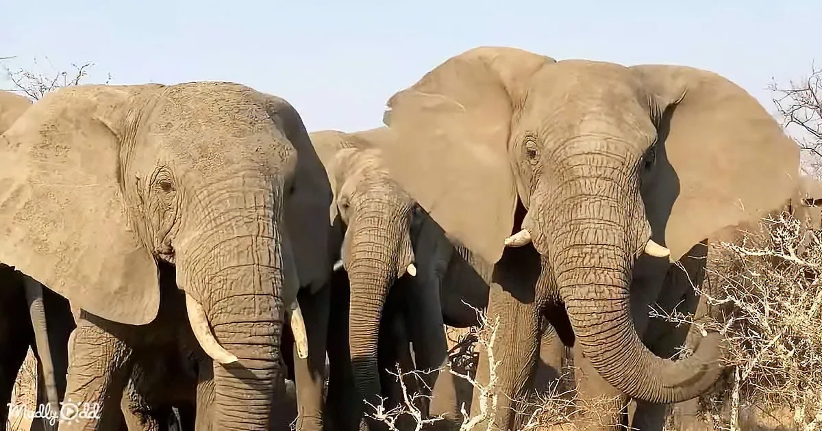 A group of elephants stands close together, their trunks and tusks visible, in a dry, open landscape.