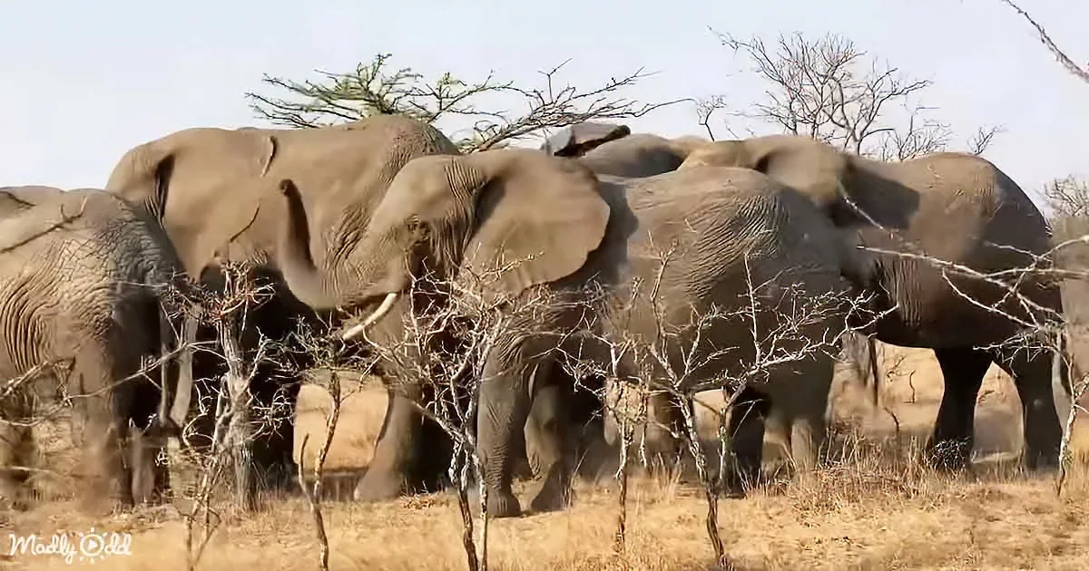 A herd of elephants stands together in a dry, grassy savanna with sparse trees.