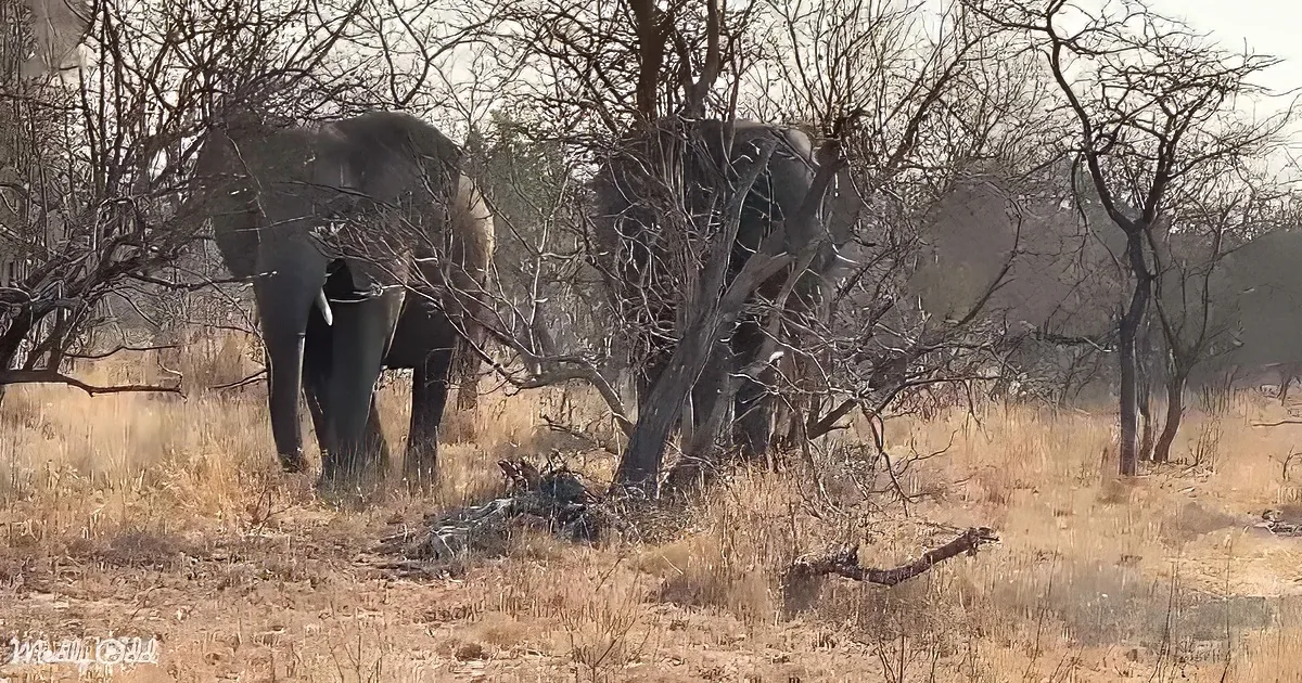 Two elephants stand amidst dry grass and sparse trees in a savanna-like environment.