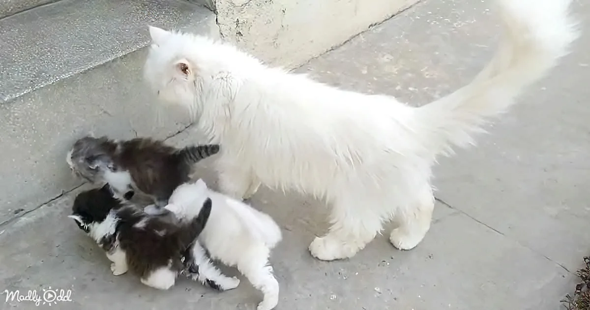 Mama Cat Needs Help Herding Her Kittens Inside