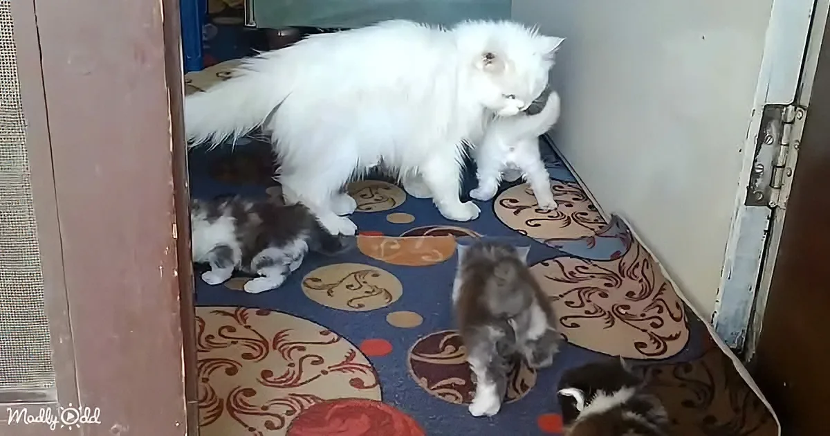 A fluffy white cat stands protectively over her kittens on a patterned rug.