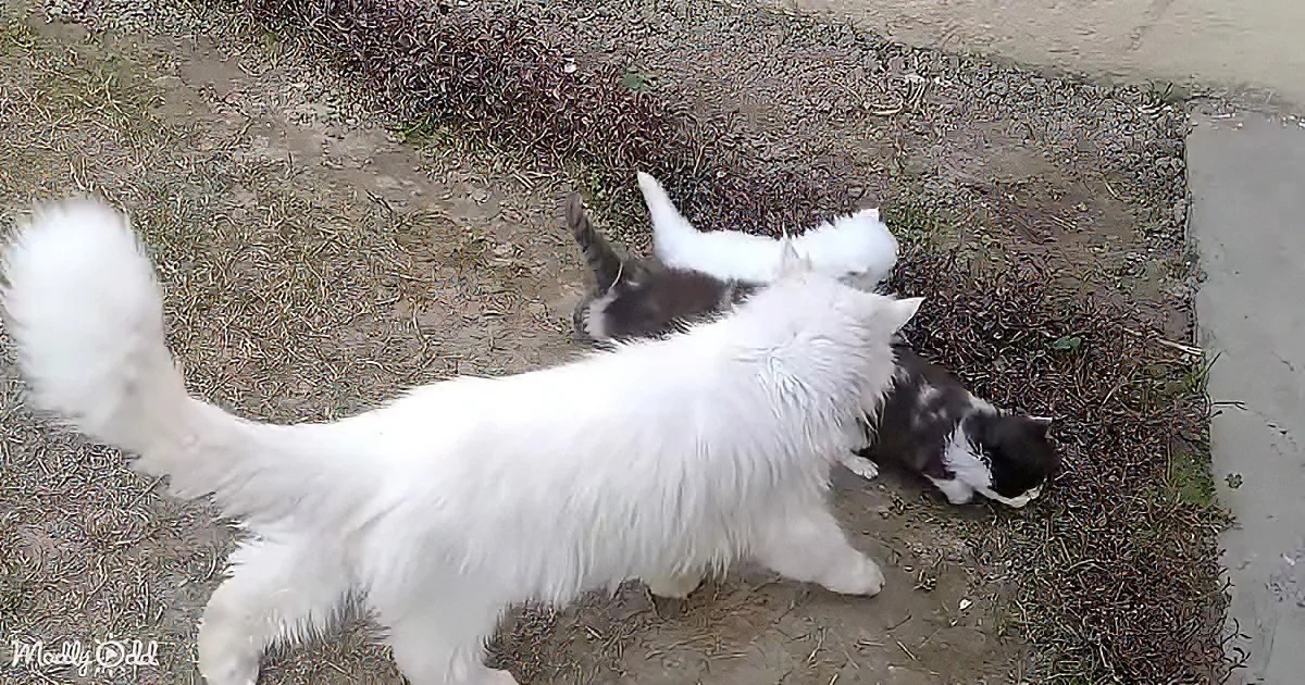 A fluffy white cat stands near two black-and-white kittens lying on the ground.