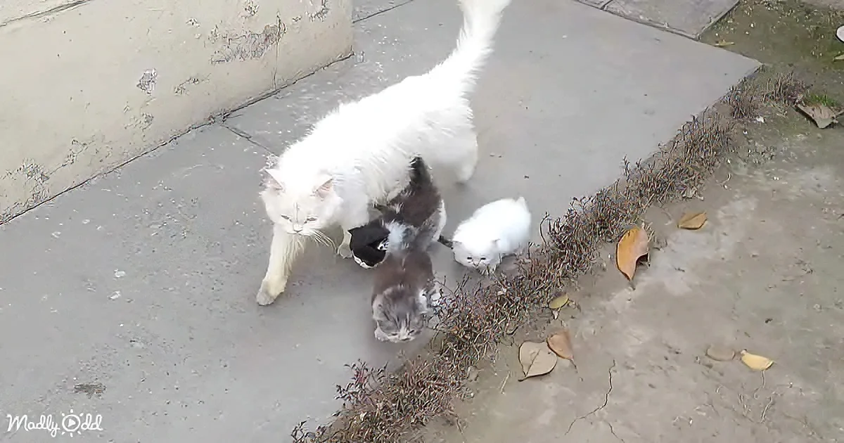A white cat nurses her kittens on a concrete surface near some grass.