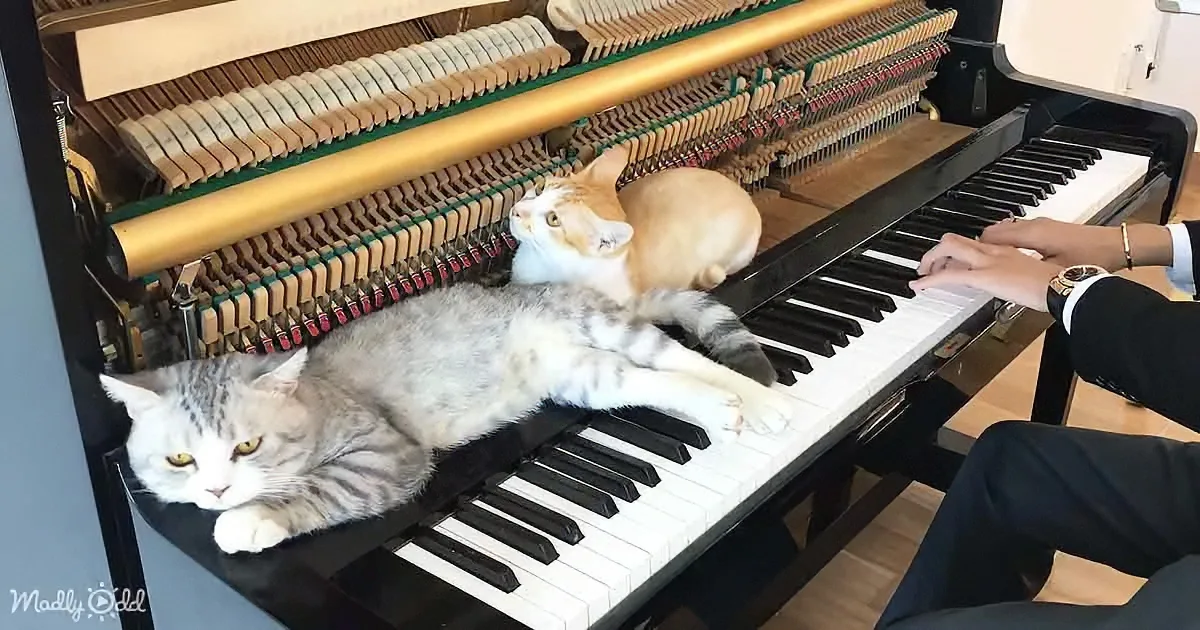 A cat lounges on a piano as a person plays, with another cat watching nearby.