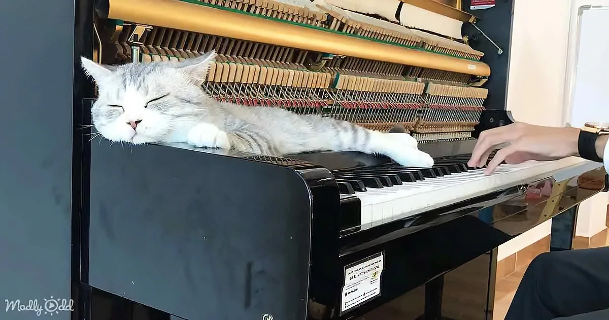 A cat lounges on a piano while a person plays, with the cat appearing relaxed and content.