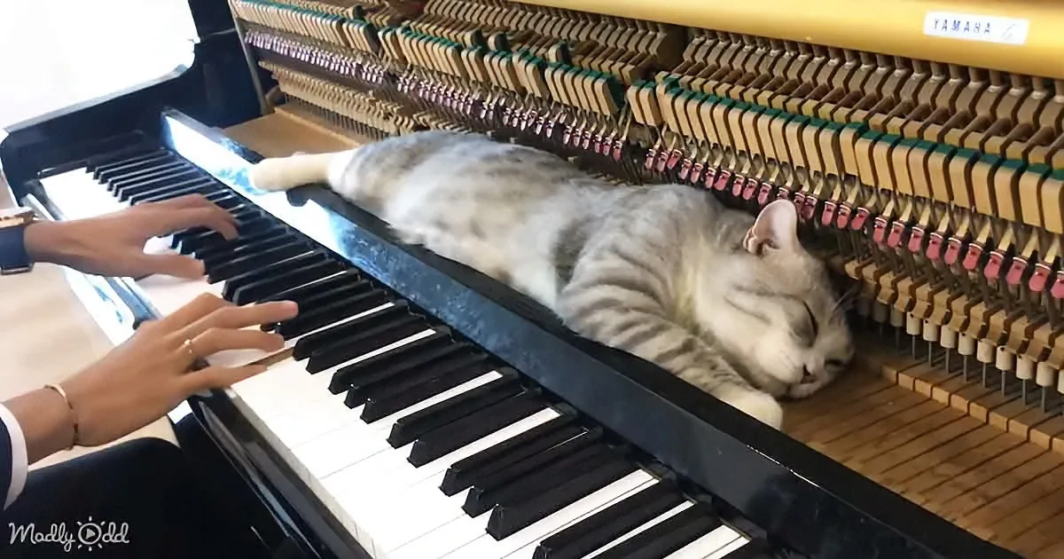 Pianist Plays Healing Music for Aging Cats