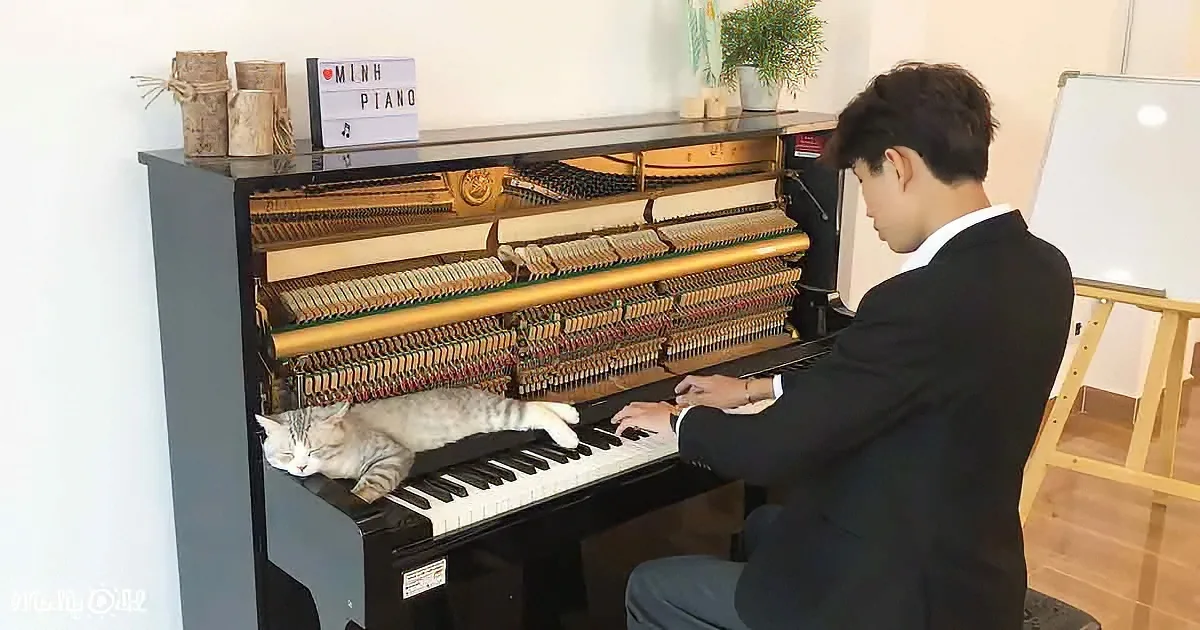 A man in a suit plays piano while a cat sleeps on the keys in a cozy room.