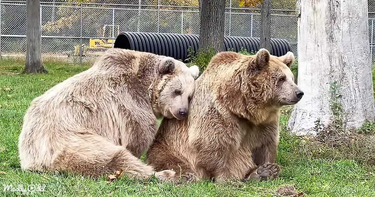 Brown Bear Orphans Adopt Each Other as Sisters