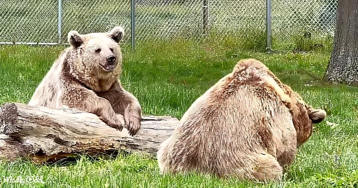 Two brown bears rest on grass, one lying on a log, the other curled up.