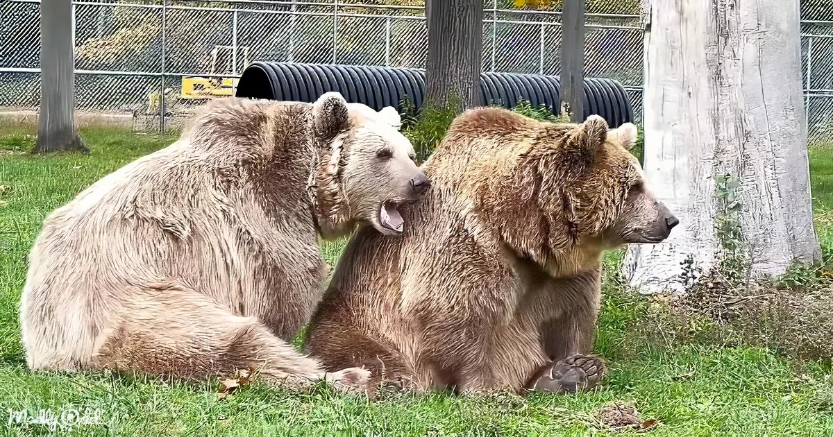 Two brown bears are sitting on grass, one appears to be nuzzling the other.